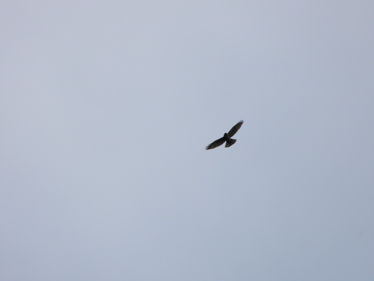 Broad-winged Hawk - ML643748889