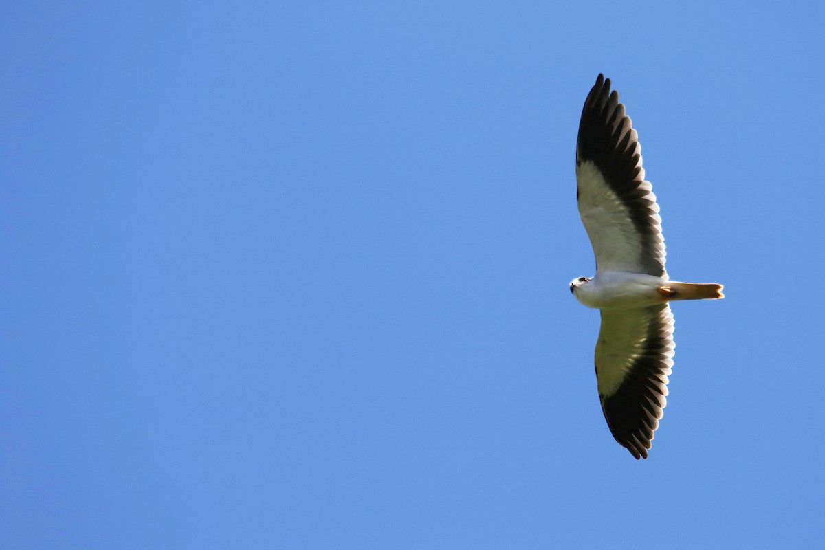 Black-winged Kite (Asian) - ML643748890