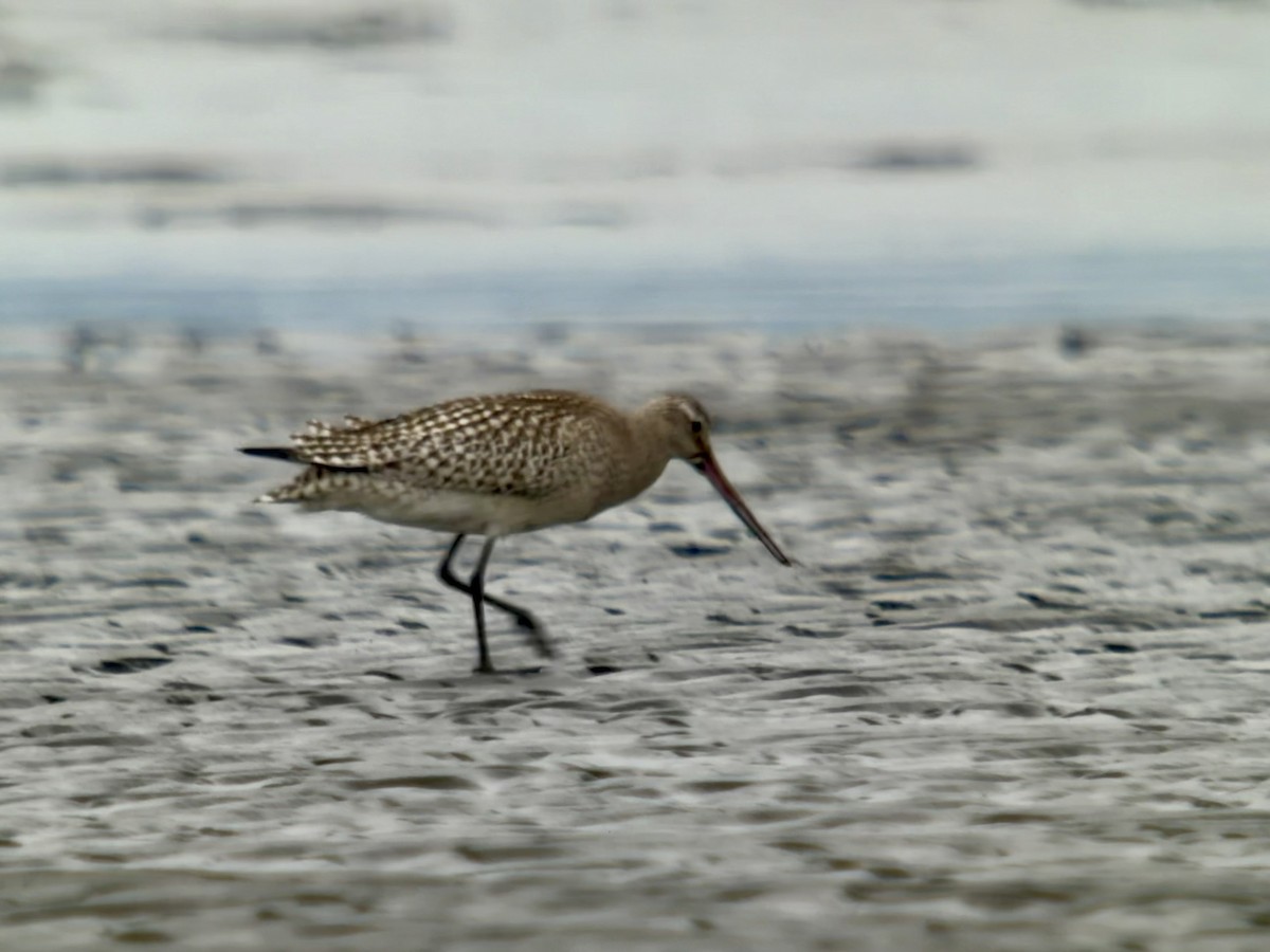 Bar-tailed Godwit - ML643748892