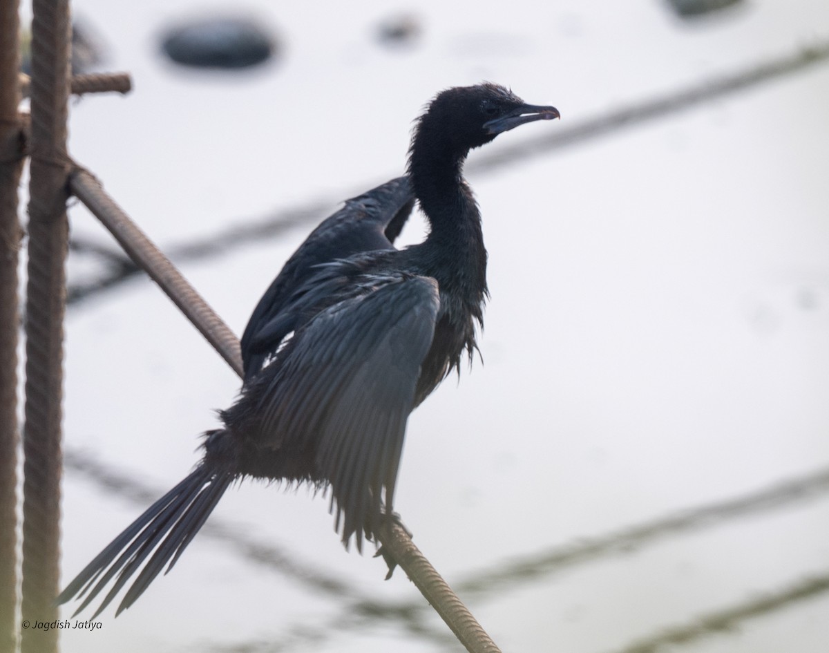 Little Cormorant - ML643748893