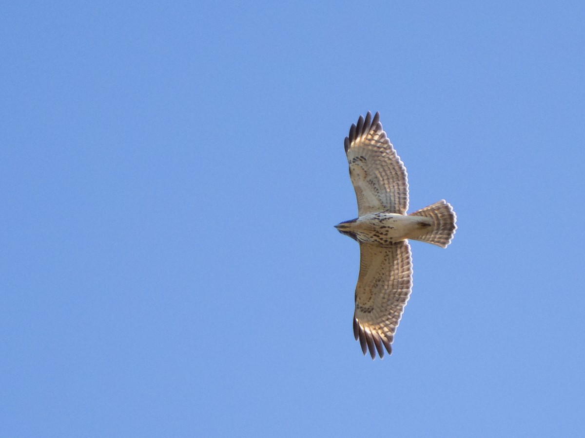 Red-shouldered Hawk - ML643748895