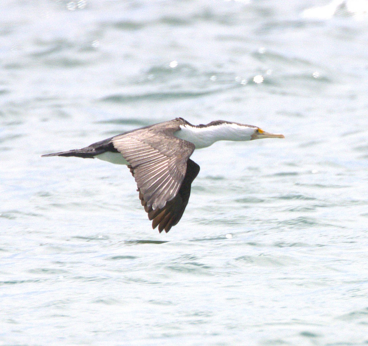 Pied Cormorant - ML643748935