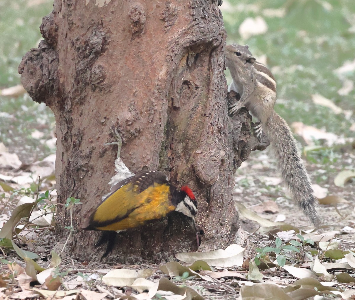 Black-rumped Flameback - ML643748936