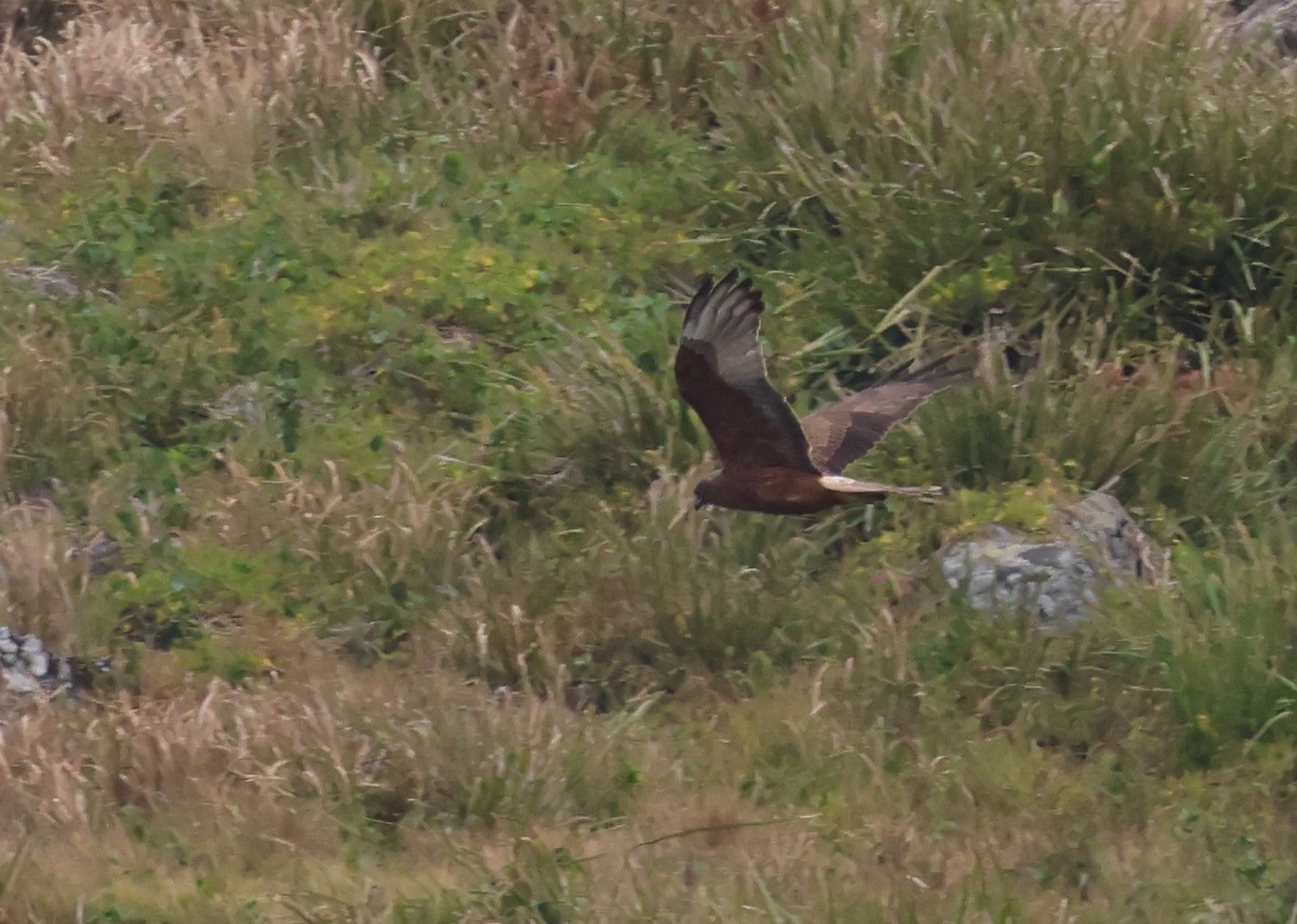 moták tichomořský - ML643748954