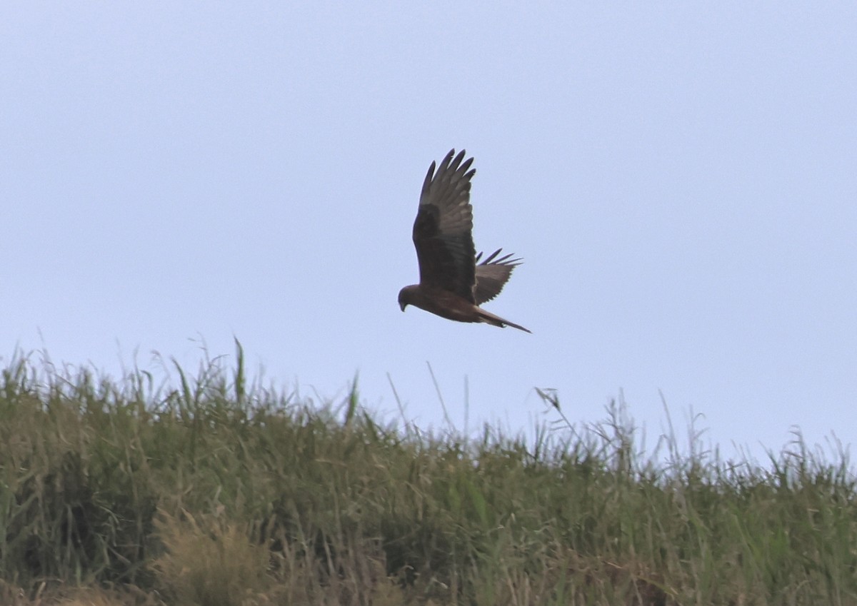 moták tichomořský - ML643748955