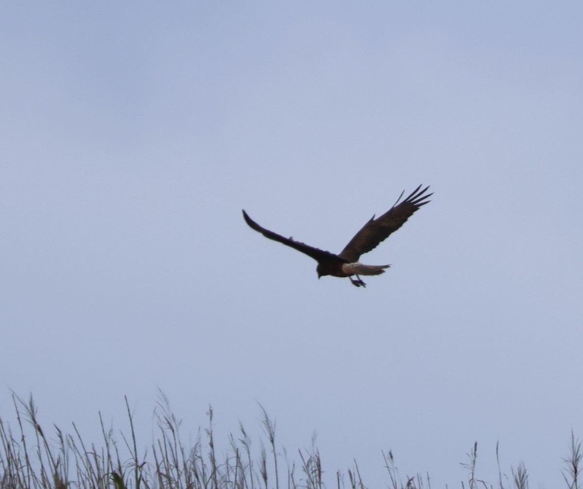 moták tichomořský - ML643748956