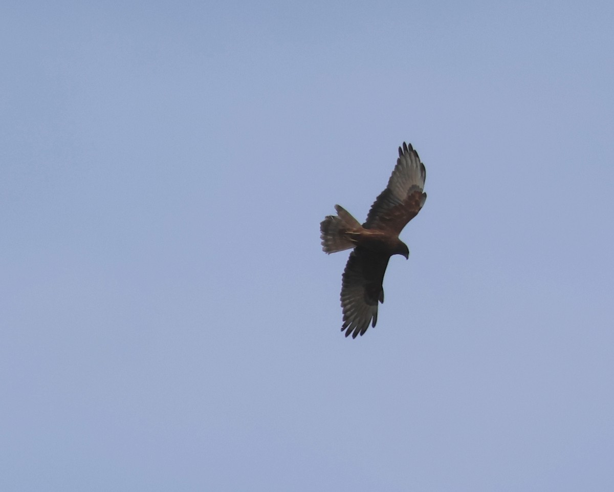 moták tichomořský - ML643748957