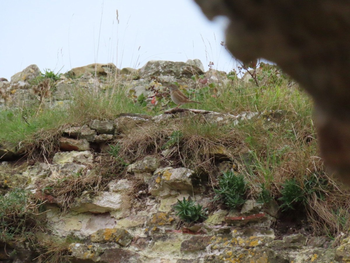 Dunnock - ML643749008