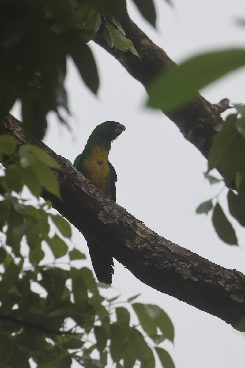 Maskeli Papağan - ML643749018