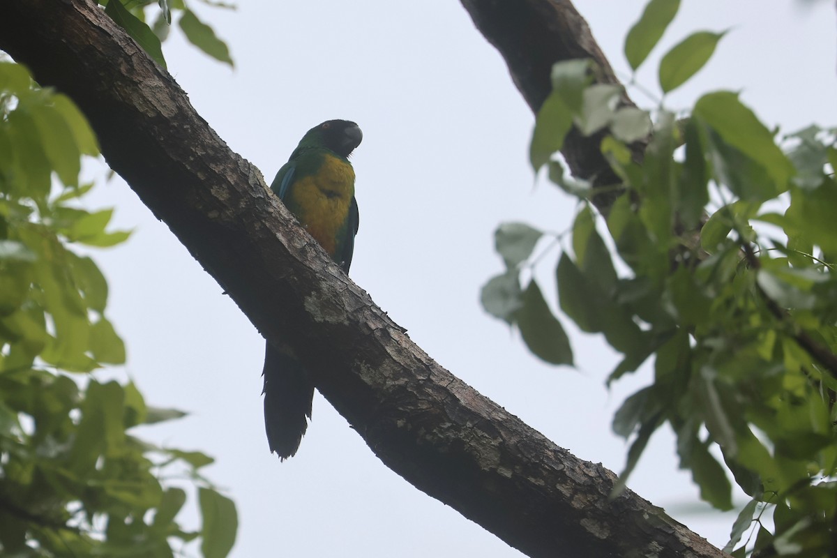 Maskeli Papağan - ML643749019