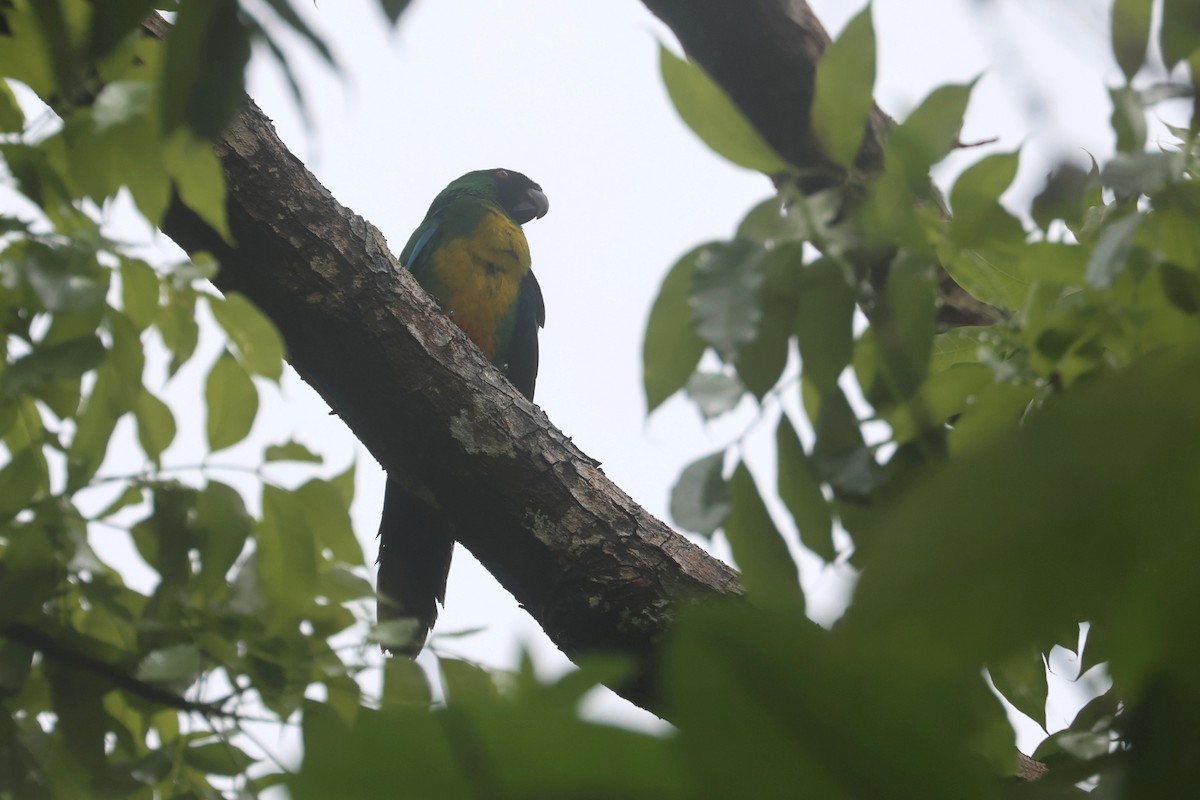 Maskeli Papağan - ML643749020