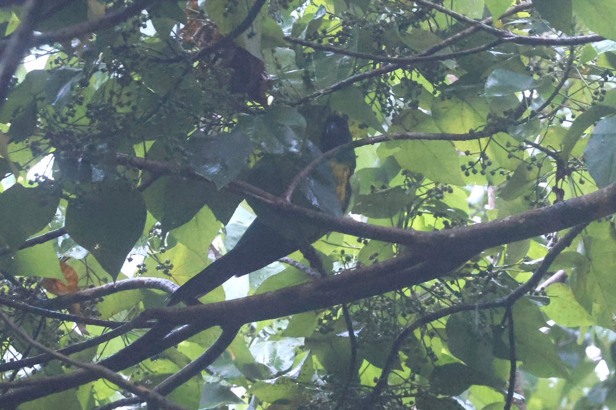 Maskeli Papağan - ML643749021