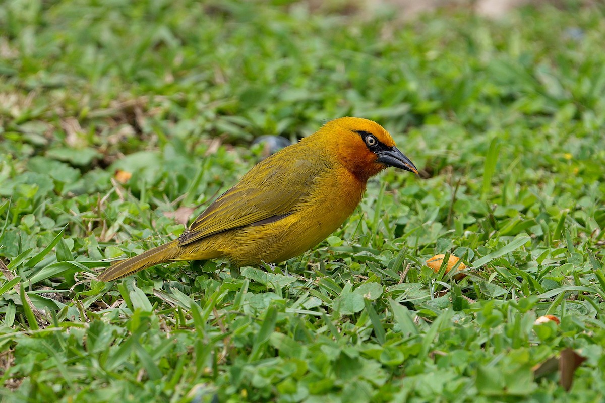 Spectacled Weaver (Black-throated) - ML643749025