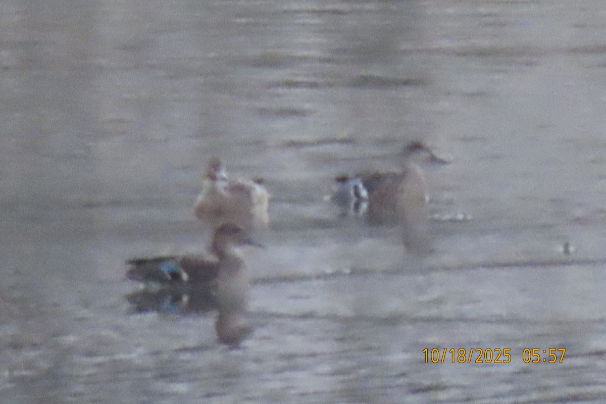 Blue-winged Teal - ML643749030