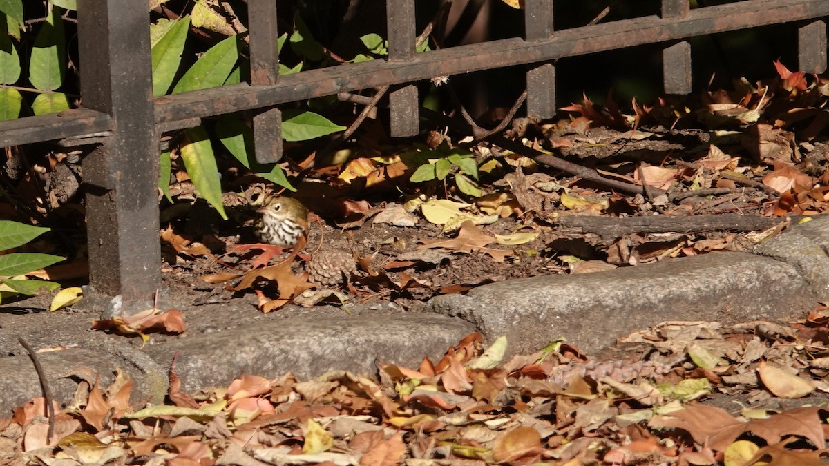Paruline couronnée - ML643749038