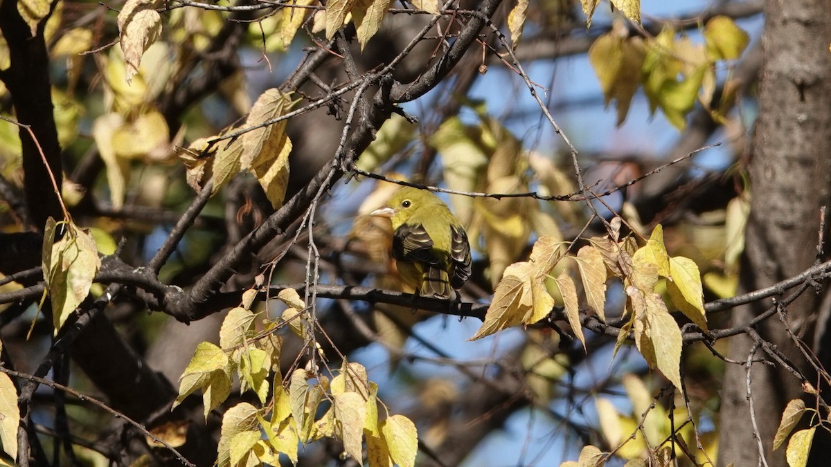 アカフウキンチョウ - ML643749064