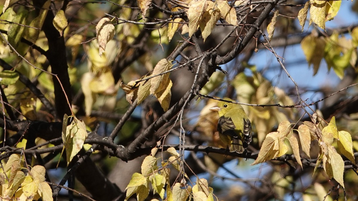 アカフウキンチョウ - ML643749065