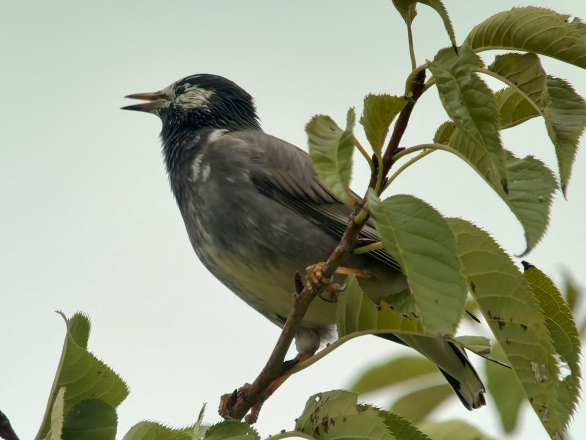 White-cheeked Starling - ML643749072