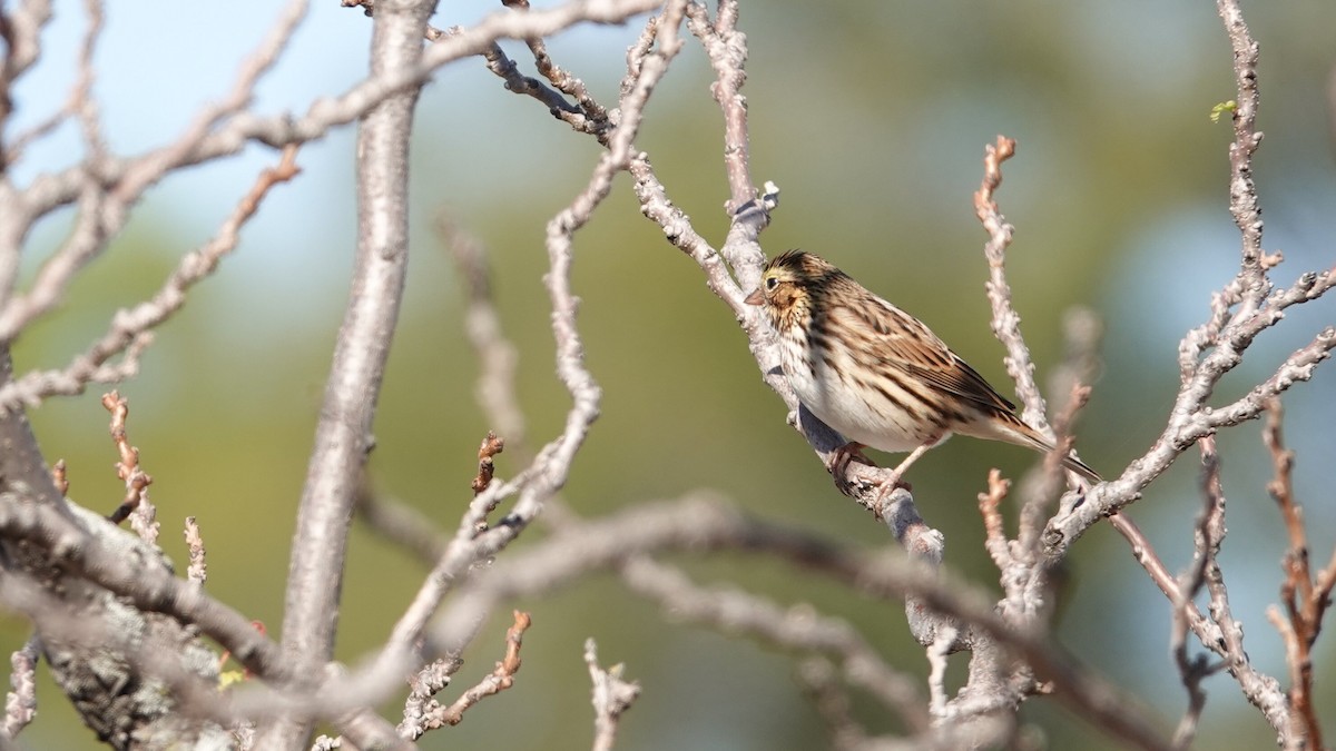 Savannah Sparrow - ML643749073