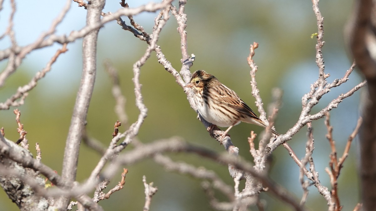 Savannah Sparrow - ML643749074