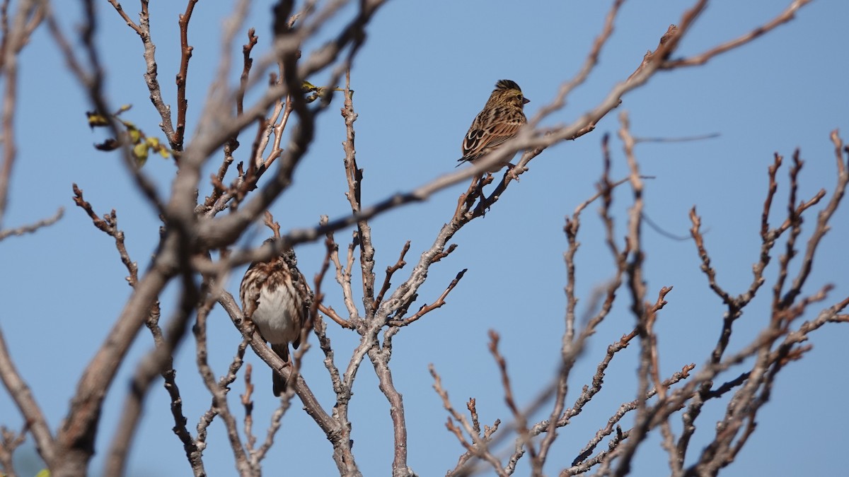 Savannah Sparrow - ML643749075