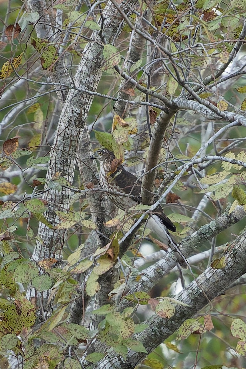 Sharp-shinned Hawk - ML643749076