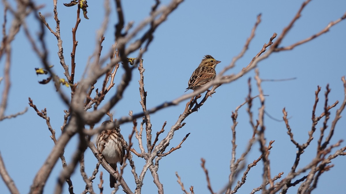 Savannah Sparrow - ML643749077