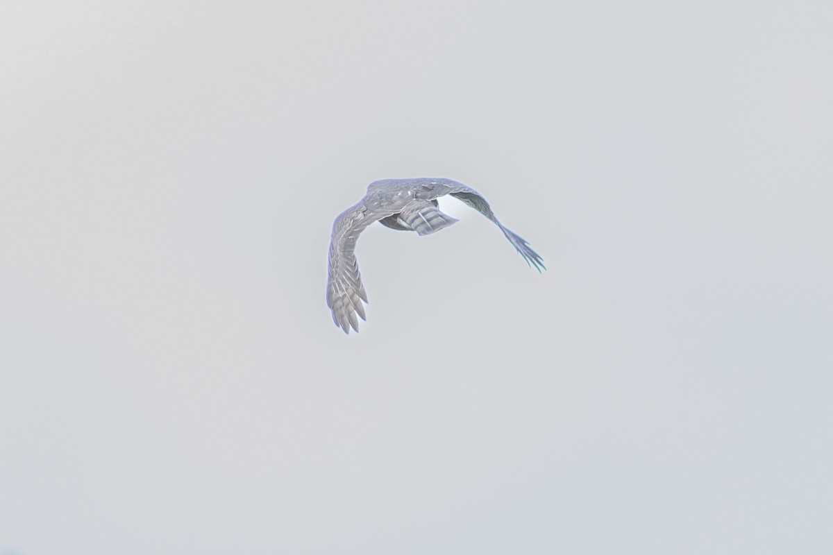 Sharp-shinned Hawk - ML643749078