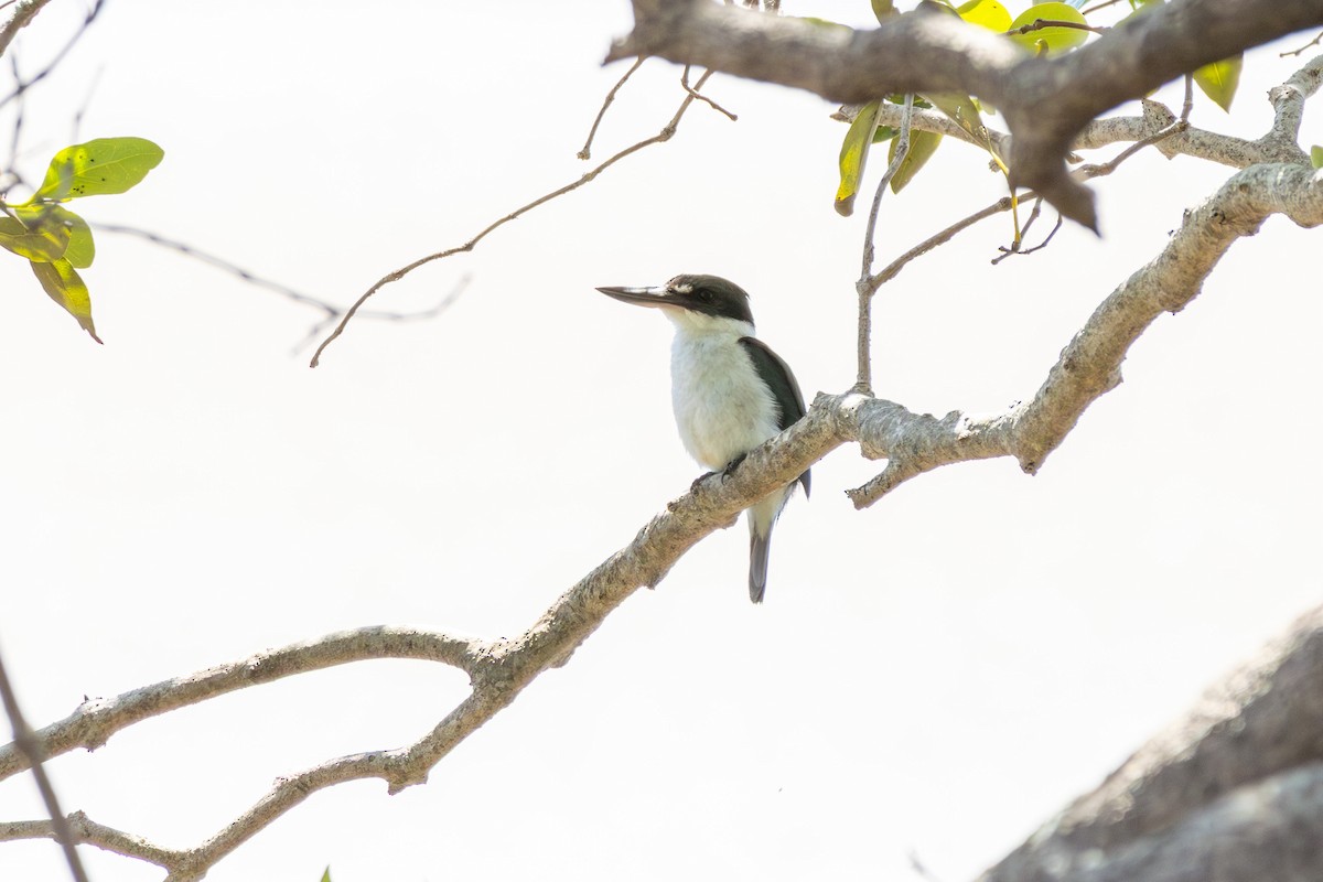 Torresian Kingfisher - ML643749081