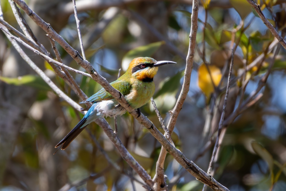 Rainbow Bee-eater - ML643749082