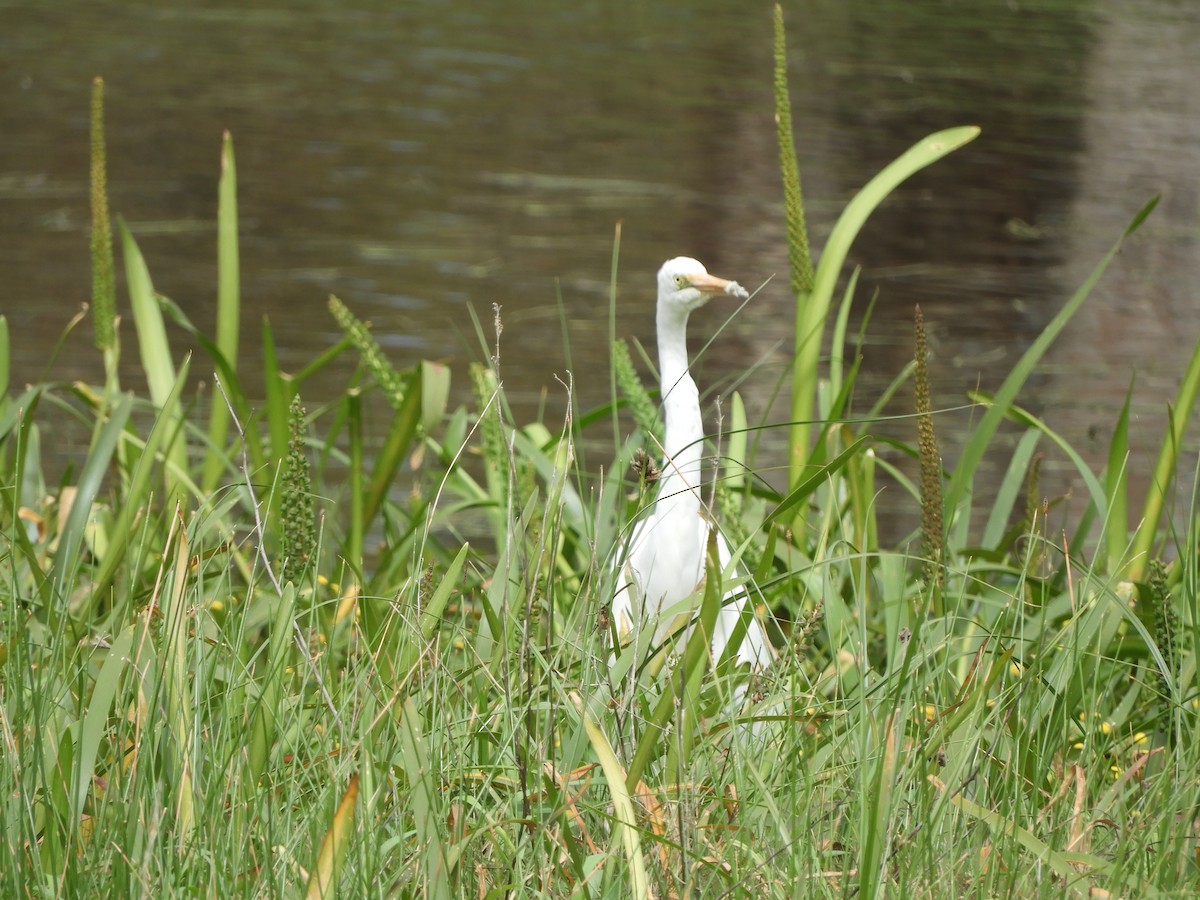 Great Egret - ML643749083