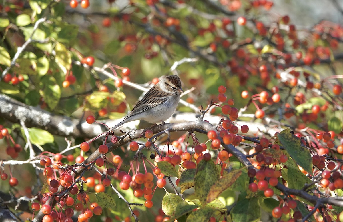 Chipping Sparrow - ML643749085