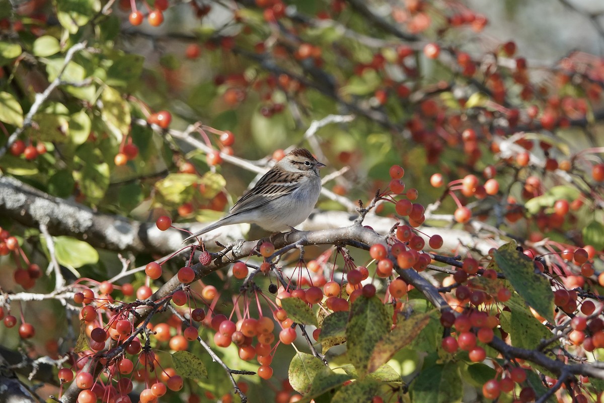 Chipping Sparrow - ML643749086