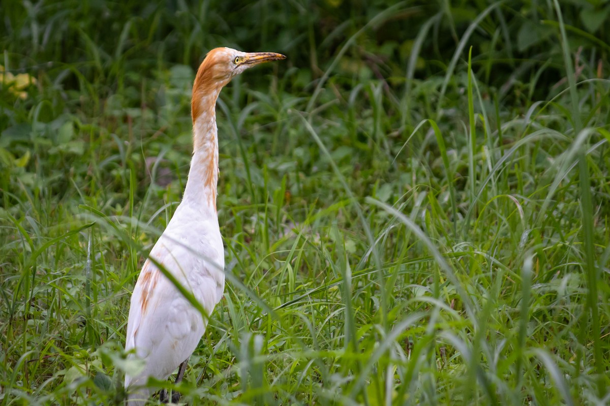 Eastern Cattle-Egret - ML643749087