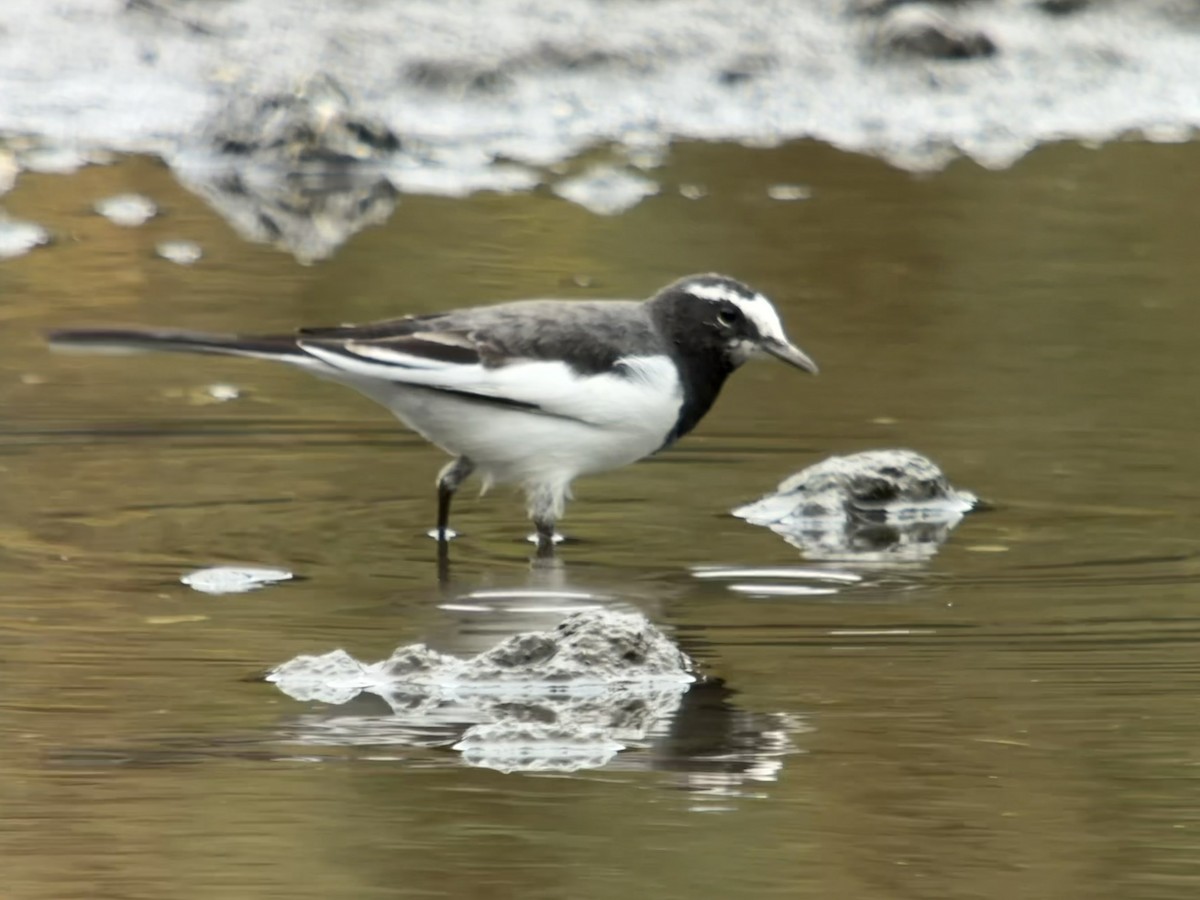 Japanese Wagtail - ML643749089