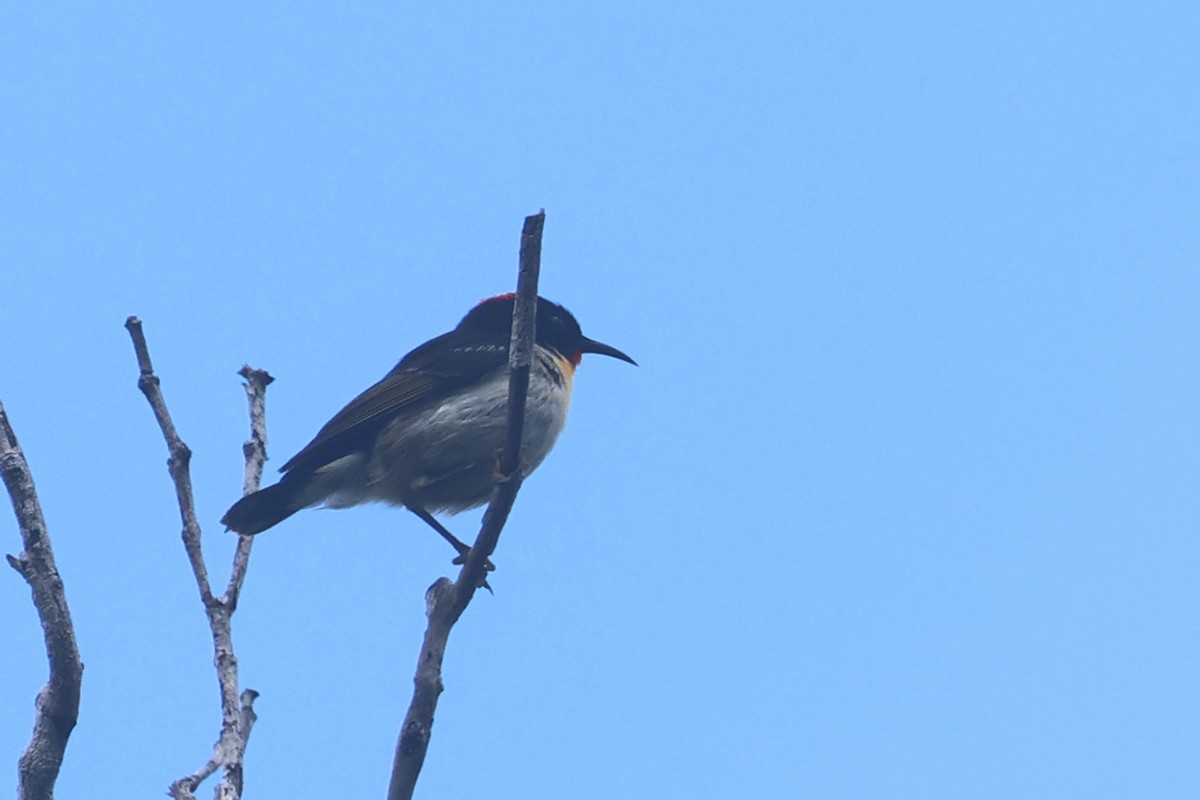 Sulphur-breasted Myzomela - ML643749094