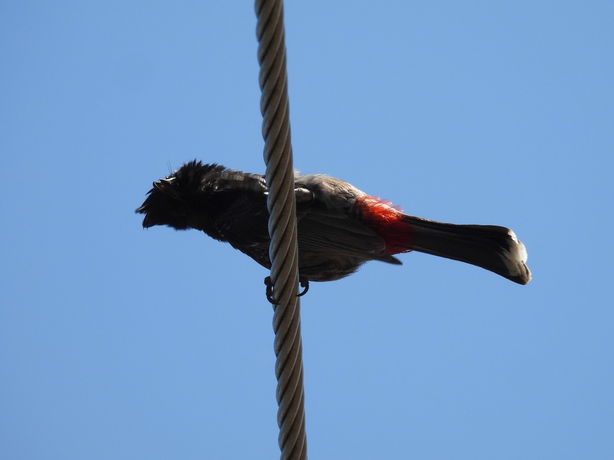 Red-vented Bulbul - ML643749095