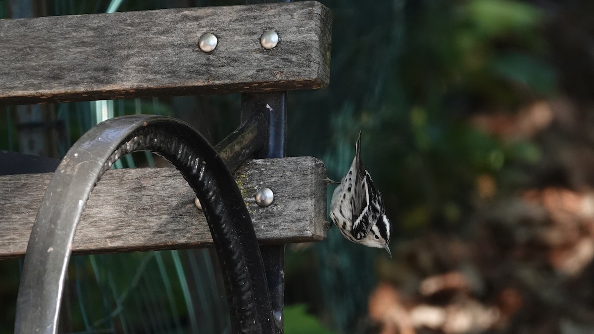 Black-and-white Warbler - ML643749097