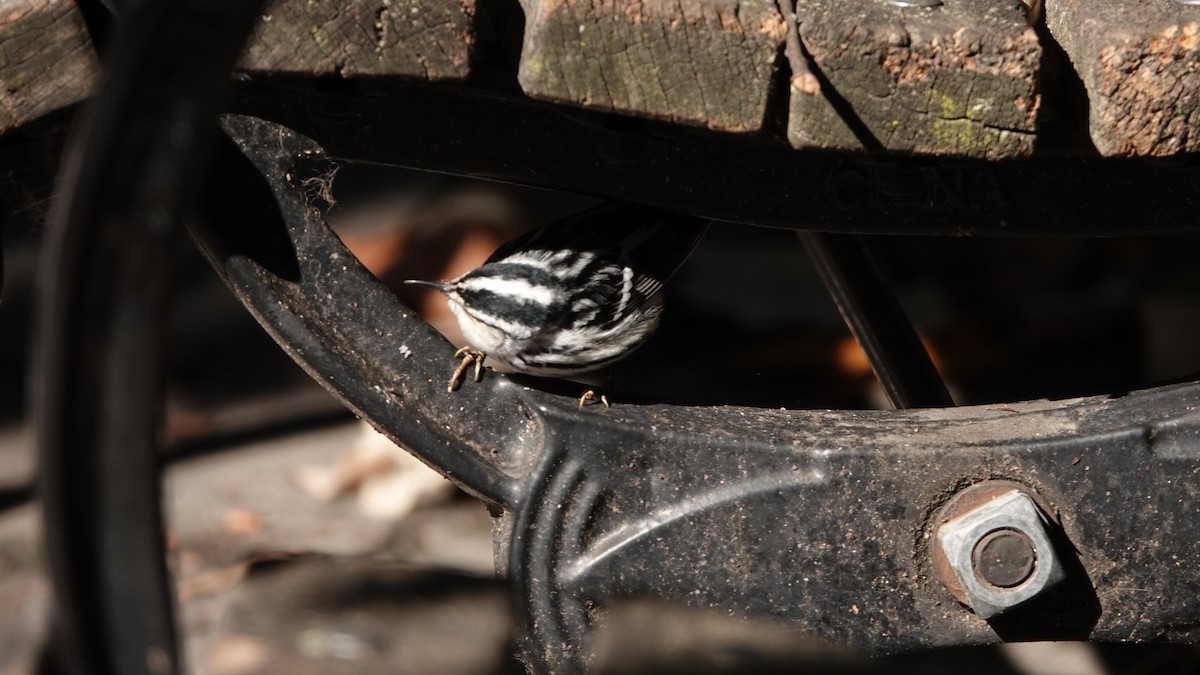 Black-and-white Warbler - ML643749099