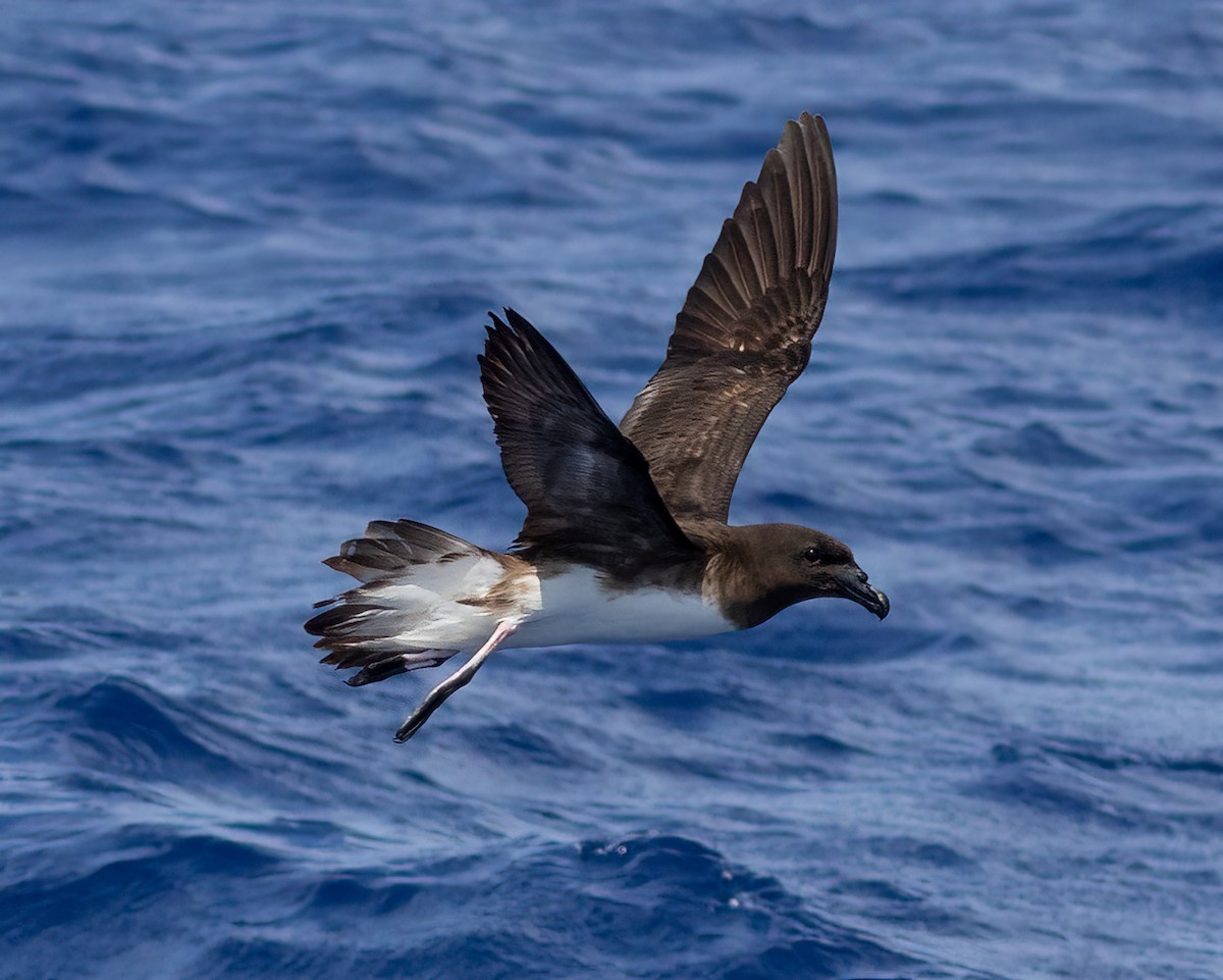 Tahiti Petrel - ML643749101