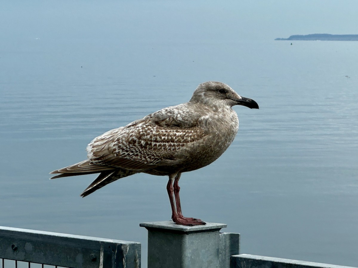 Glaucous-winged Gull - ML643749106