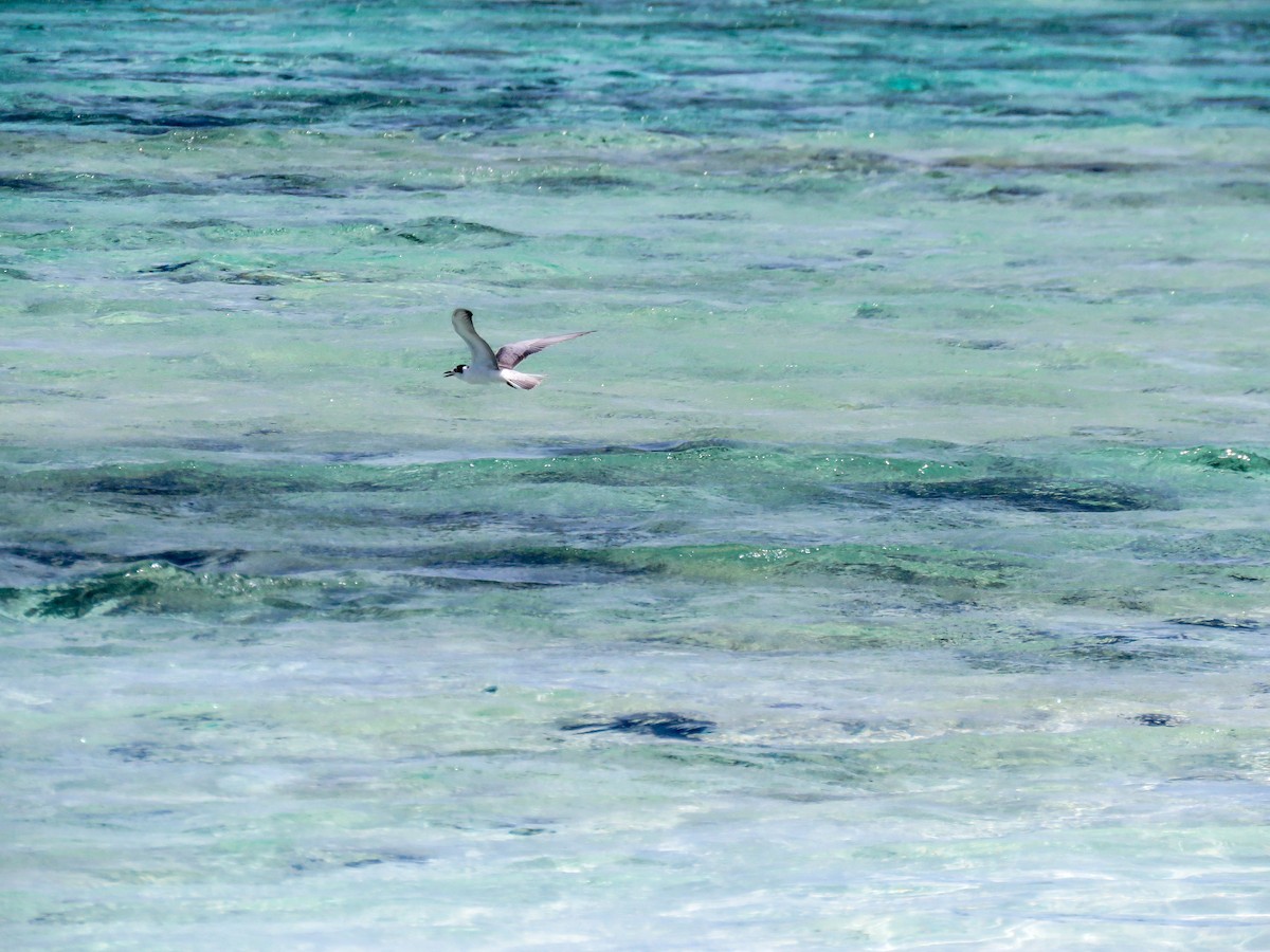 Whiskered Tern - ML643749108