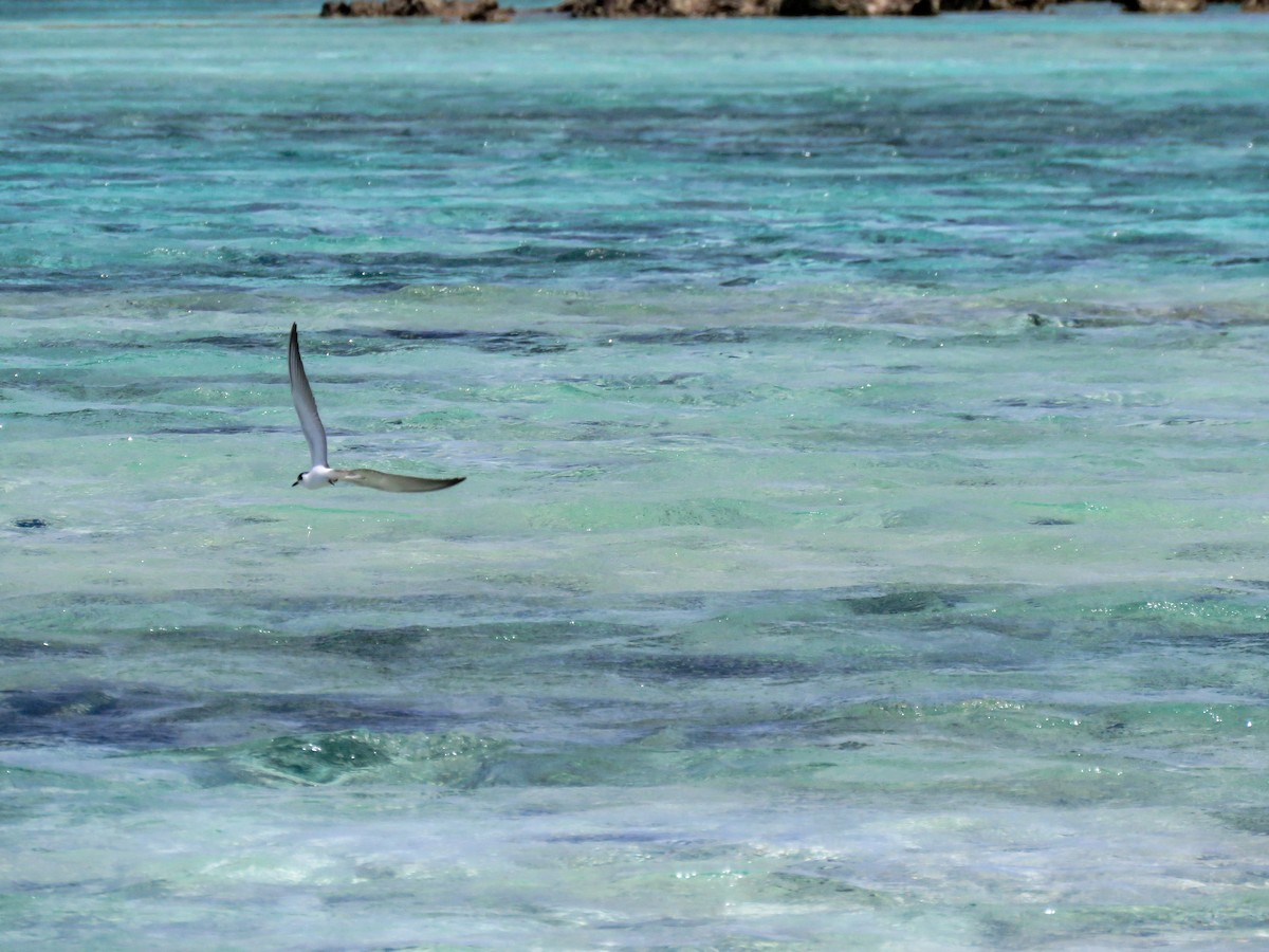 Whiskered Tern - ML643749109