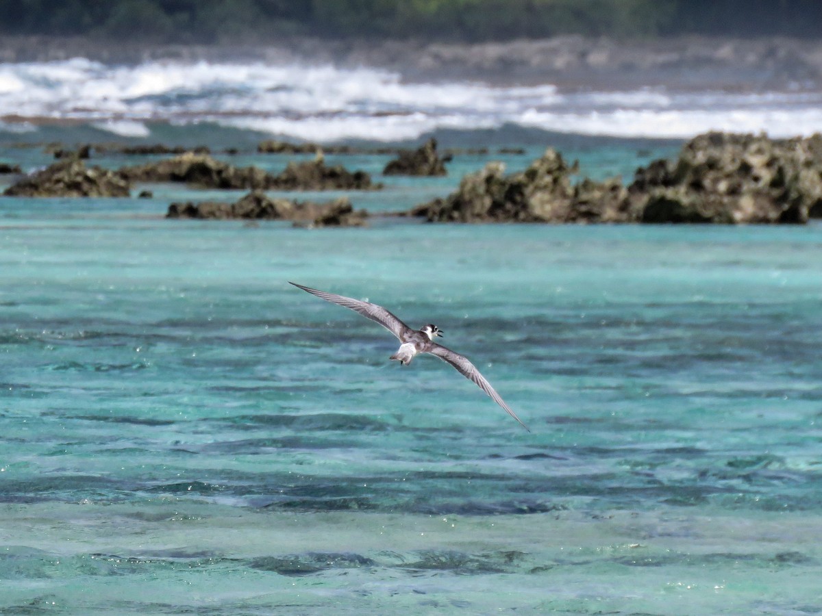 Whiskered Tern - ML643749110