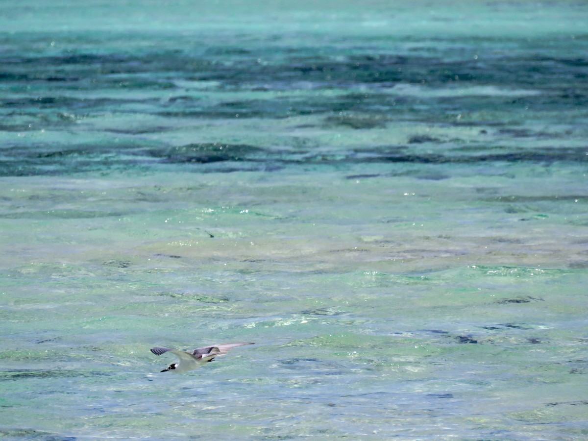 Whiskered Tern - ML643749111