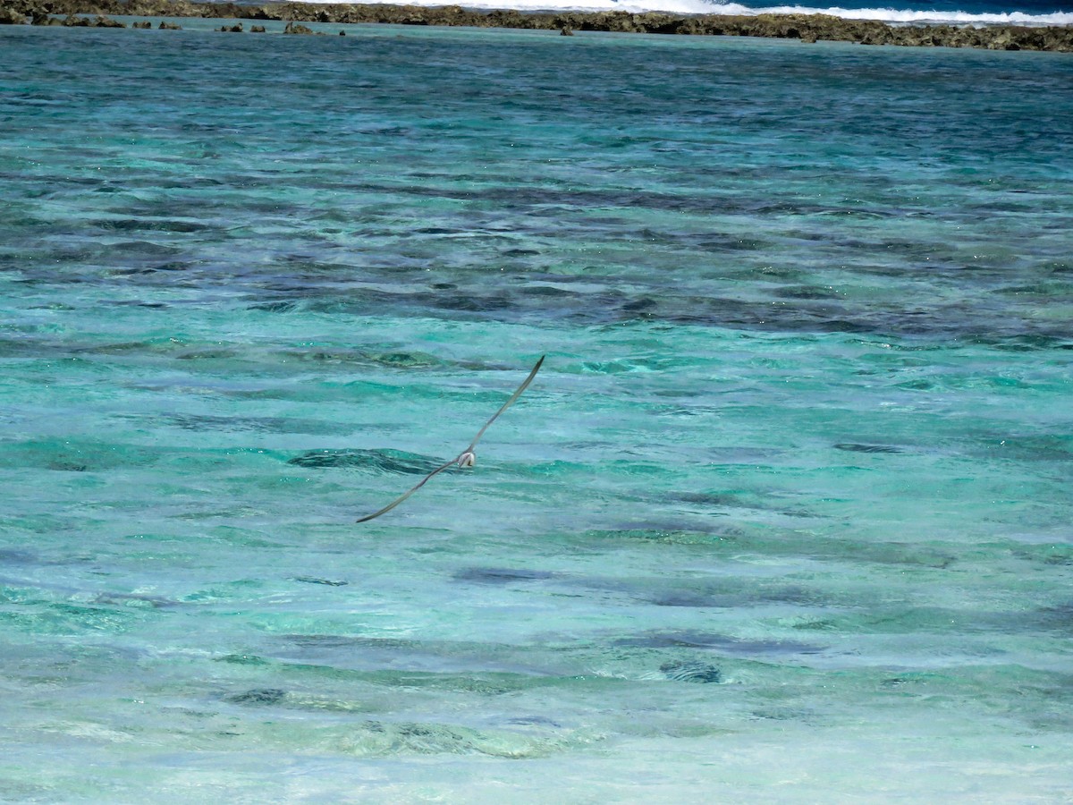 Whiskered Tern - ML643749112