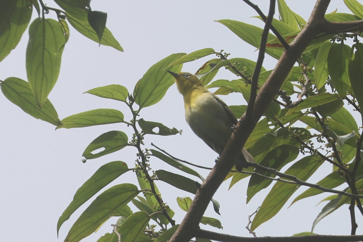 Fiji White-eye - ML643749136