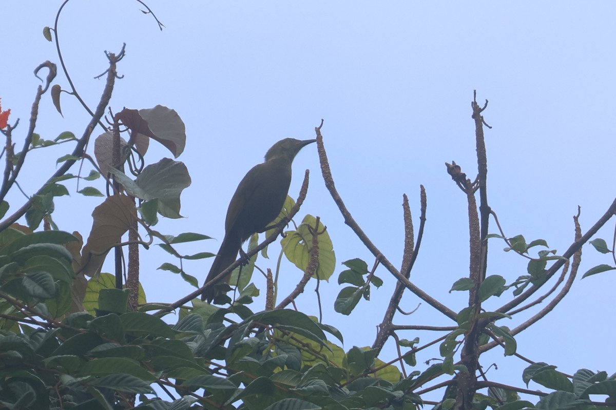 Méliphage de Viti Levu - ML643749153