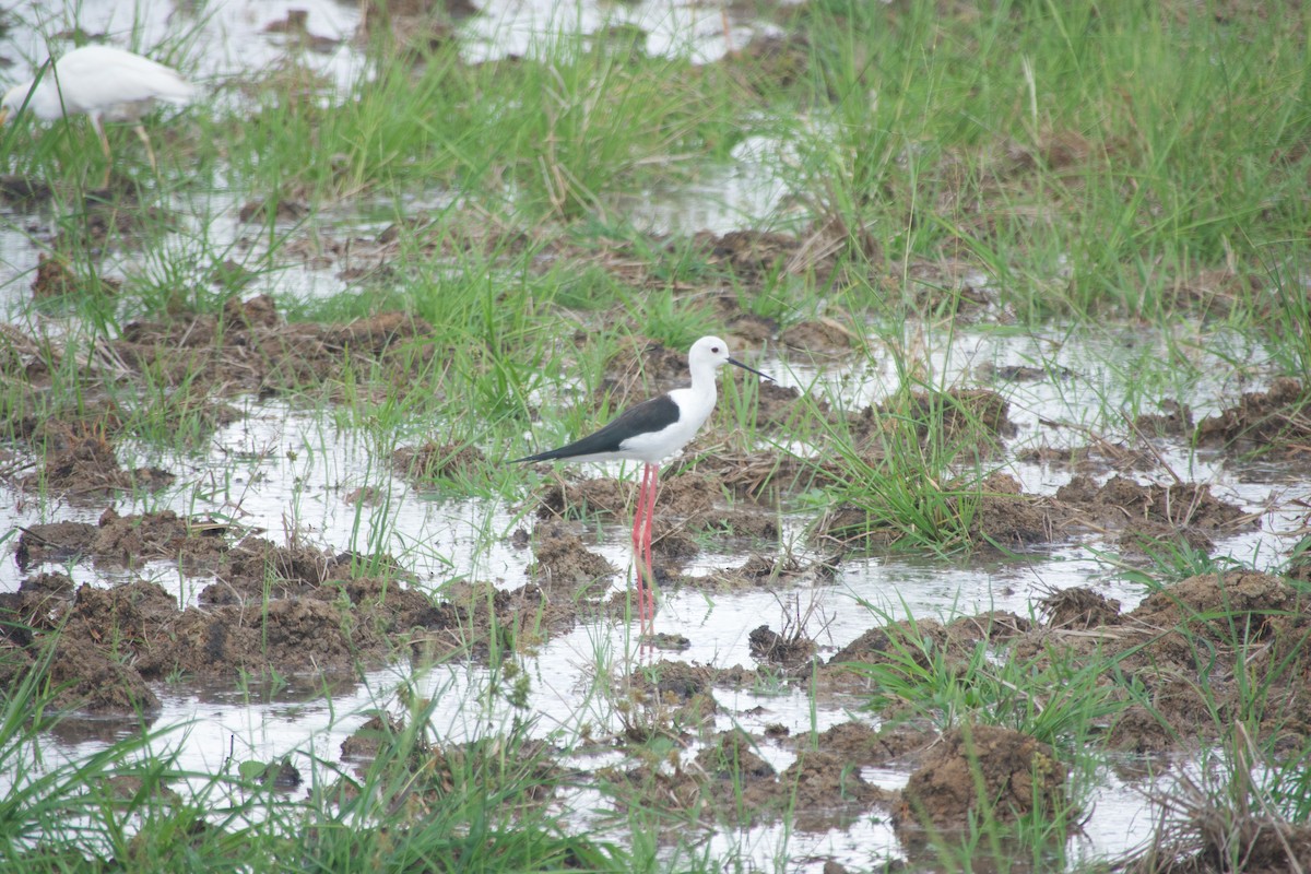 Black-winged Stilt - ML643749161