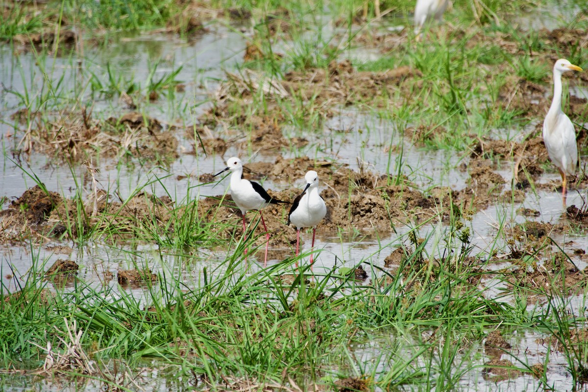 Black-winged Stilt - ML643749162